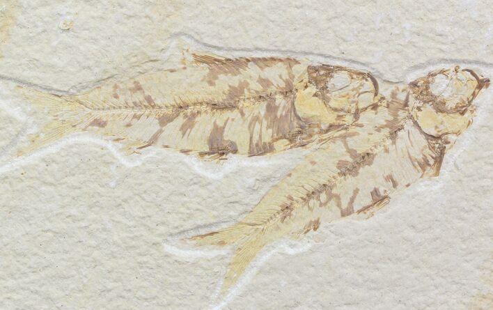 Multiple Knightia Fossil Fish Plate - x #42386